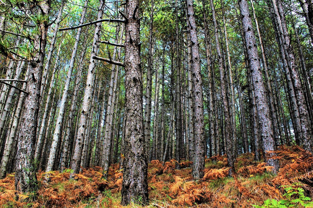 Foresta In Medias Mores Триполис Экстерьер фото